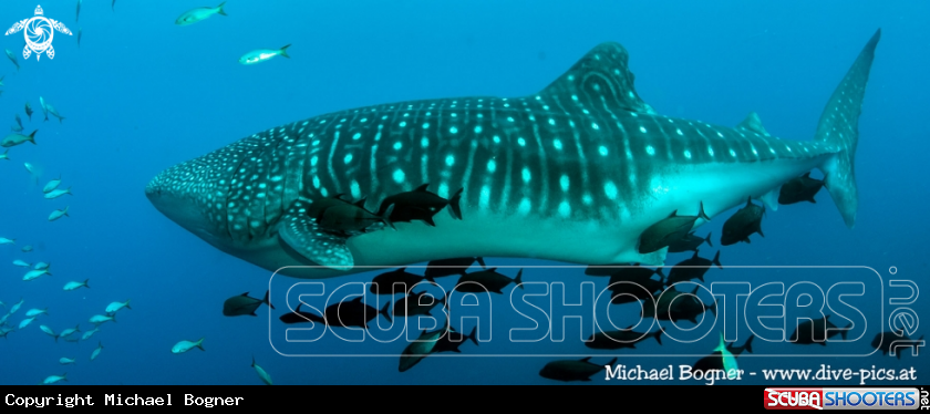 A Whale shark