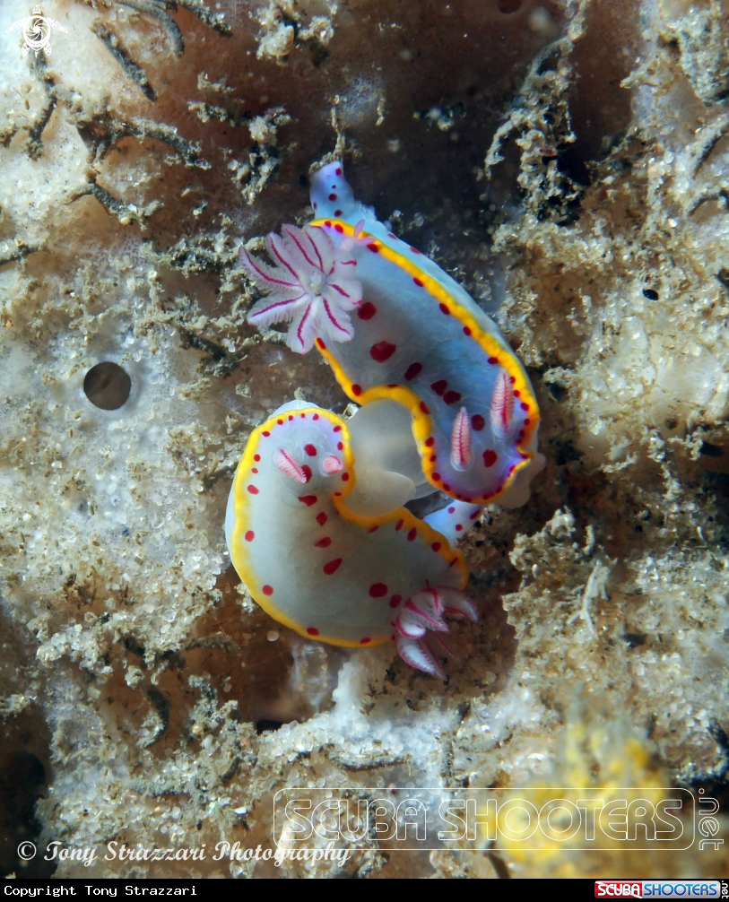 A Bennett's Hypselodoris