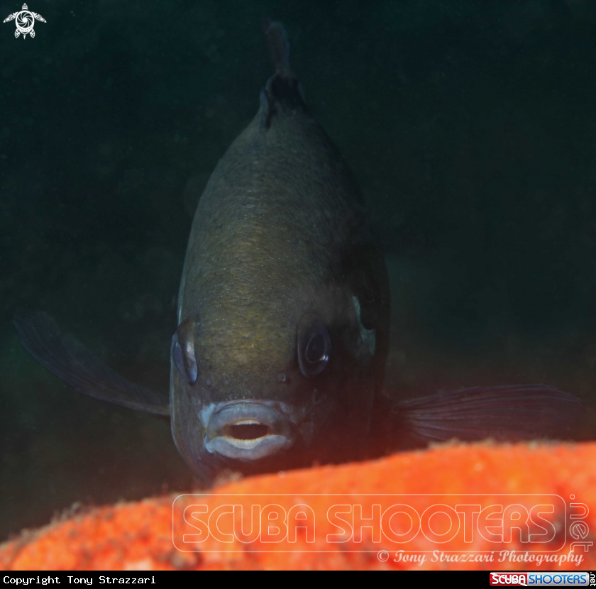 A White ear scalyfin