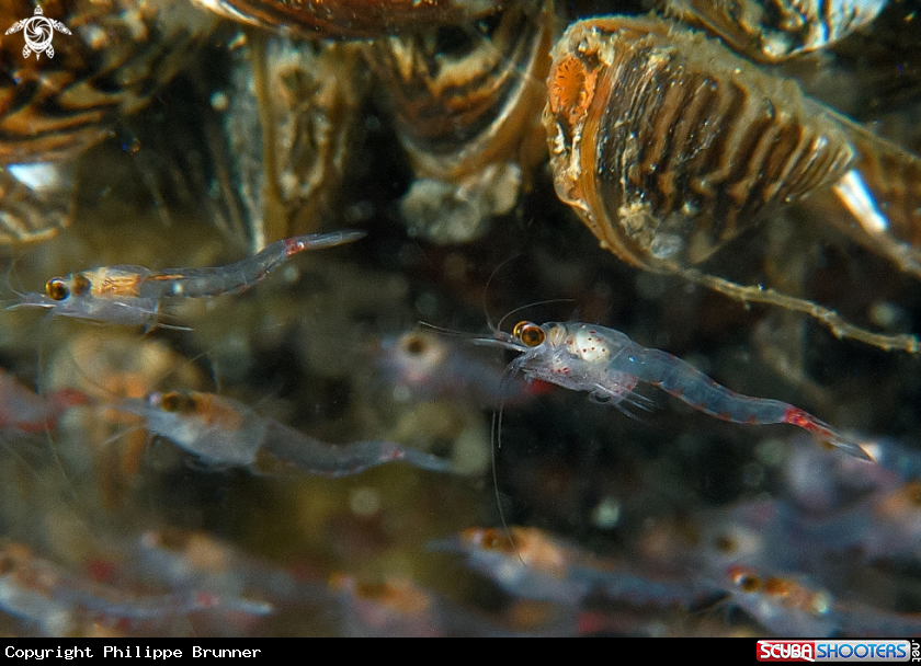A Red Blood Shrimps (5-6 mm)