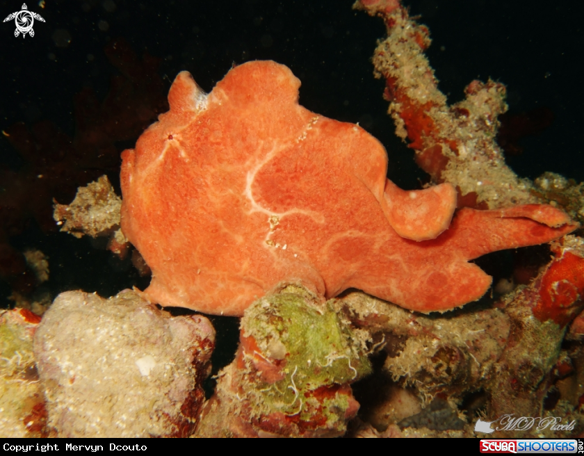 A Frogfish
