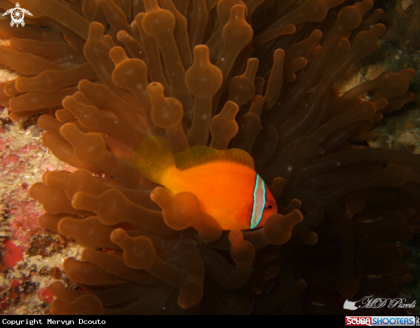 A Anemone fish