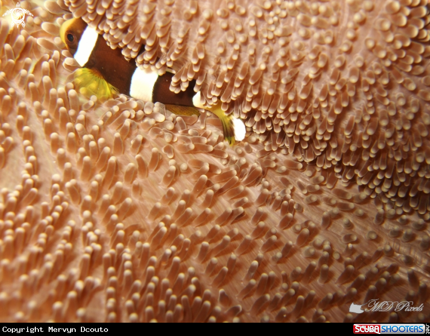 A Anemone fish
