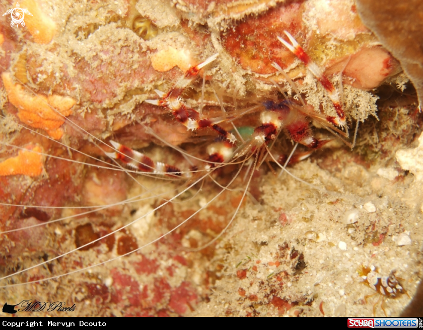 A Banded Coral Shrimp