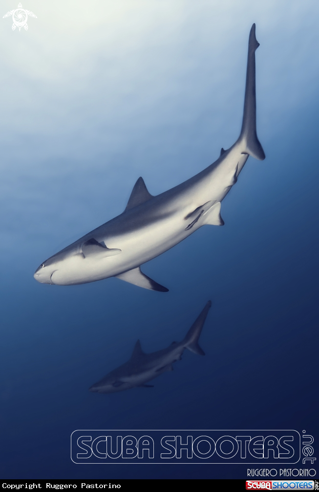 A Carcarhinus perezi