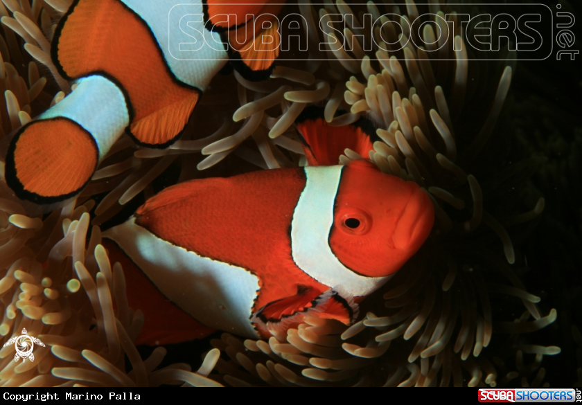 A anmone fish