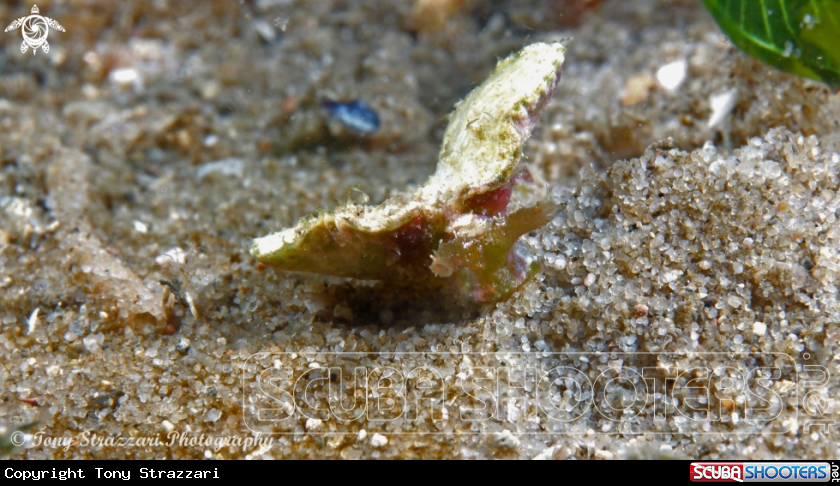 A Sea hare
