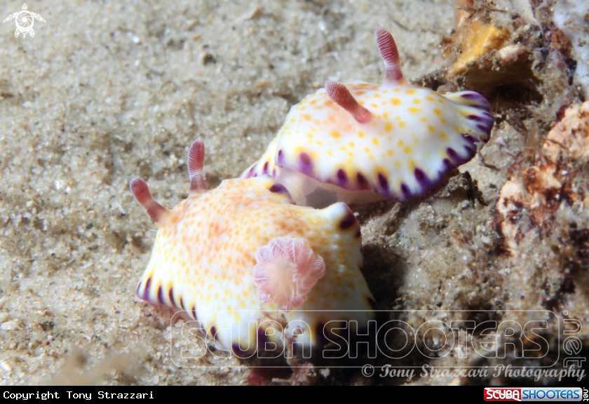 A Gold-Spotted Chromodoris