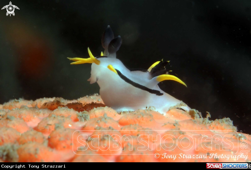 A Punk polycera