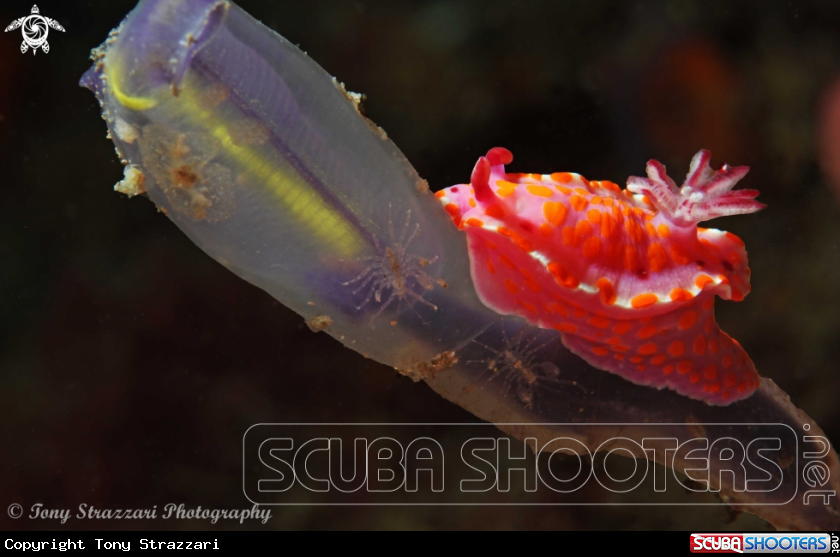 A Sweet Ceratosoma