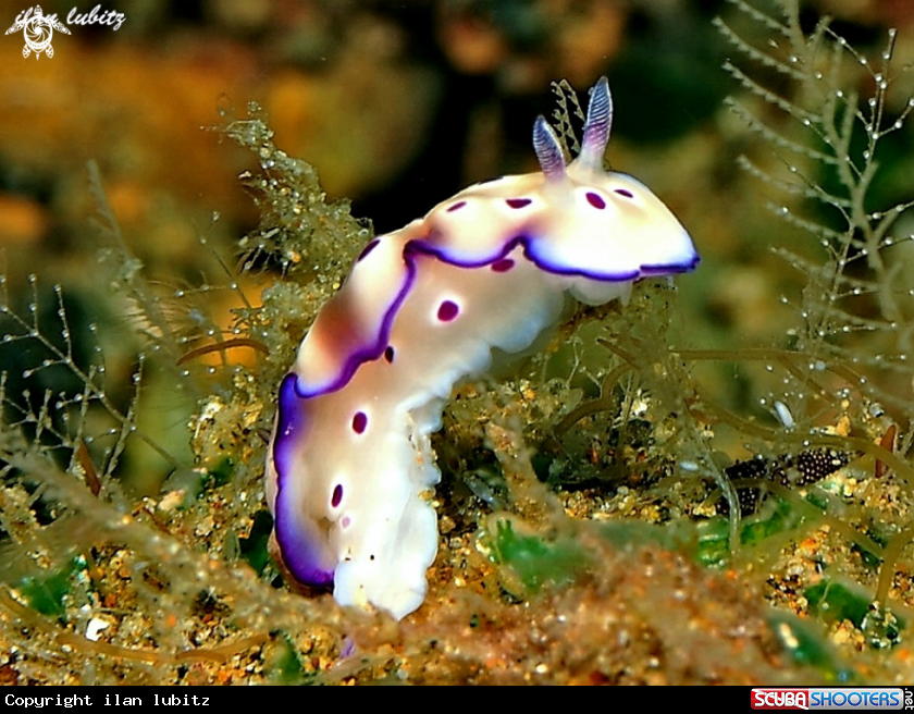 A Nudibranch