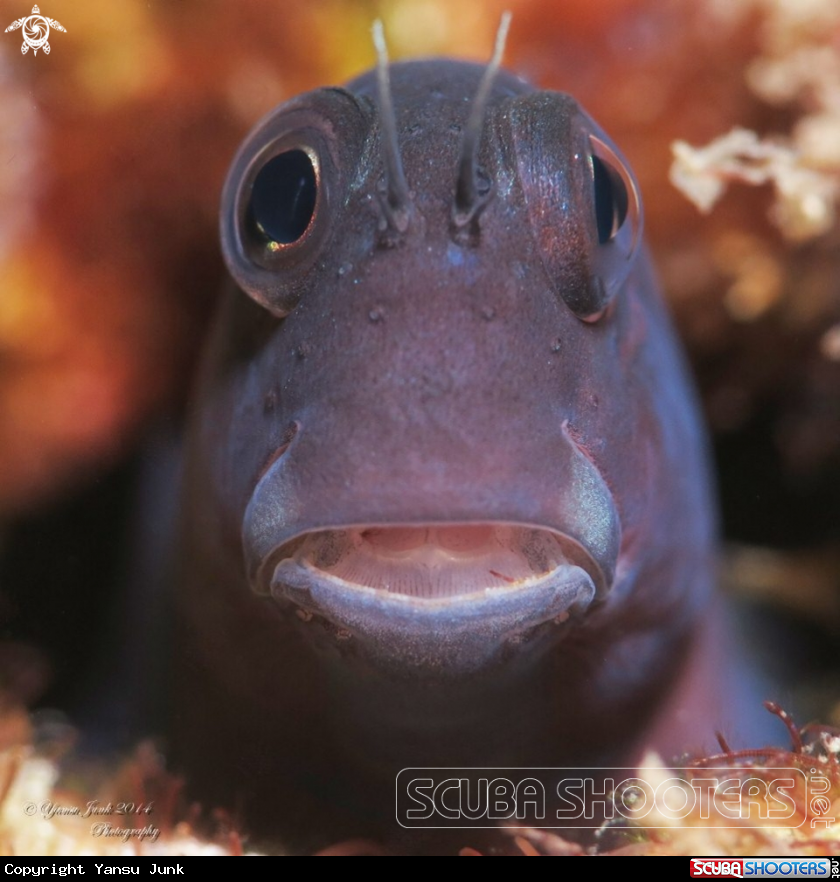 A  Ecsenius bicolor