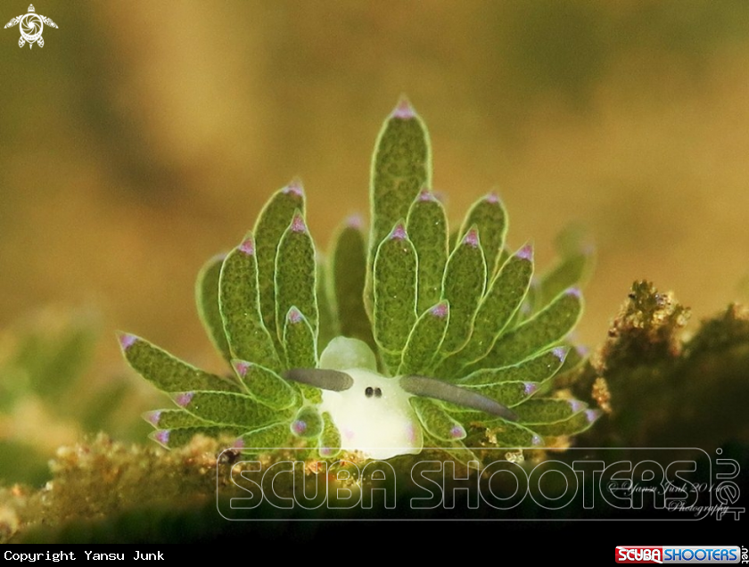 A Costasiella kurosimae