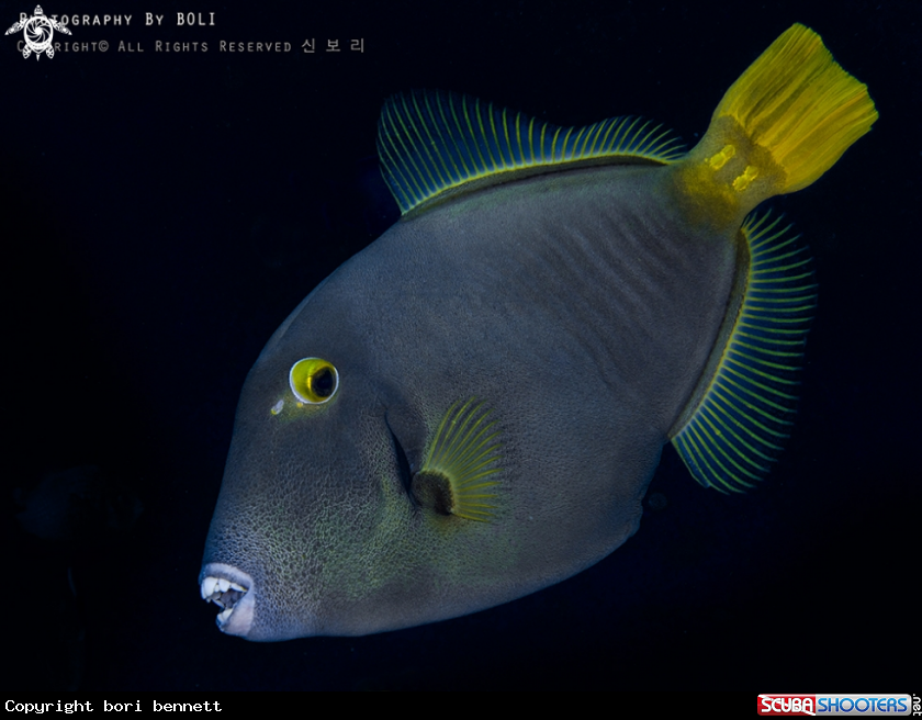 A Barred Filefish