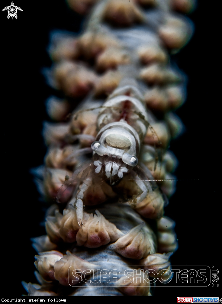 A Wire Coral Shrimp