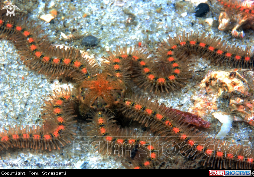 A Brittle star