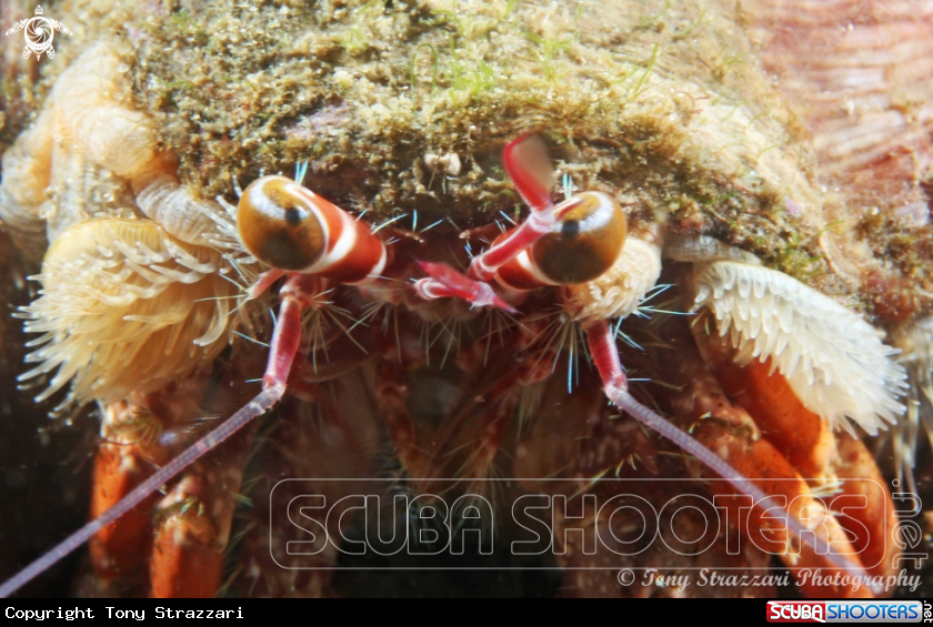 A Anemone Hermit Crab