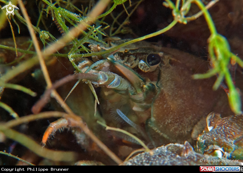 A Crayfish