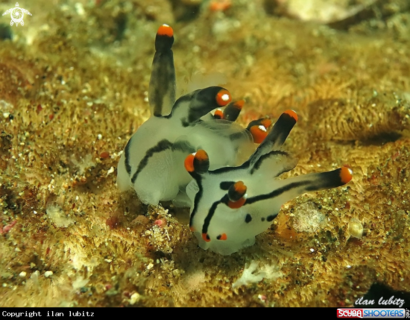 A Nudibranch
