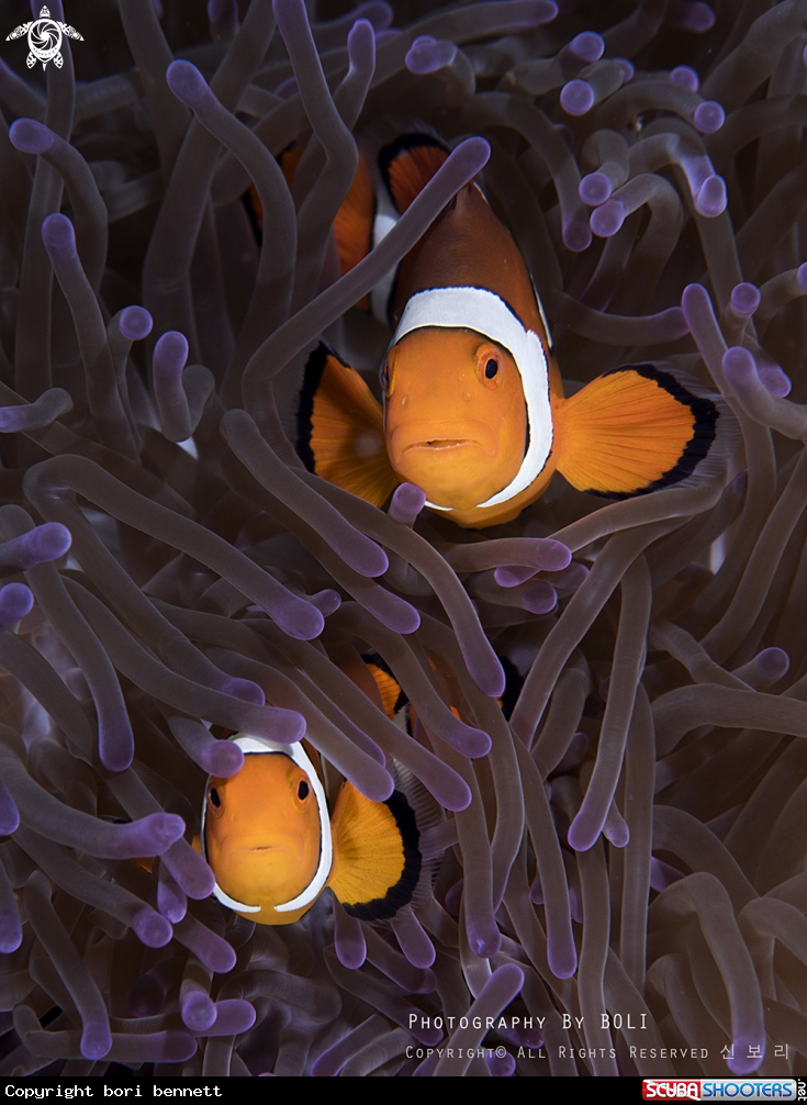 A Clown anemonefish