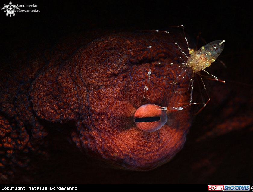 A Octopus and shrimp