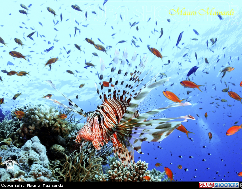 A Lionfish