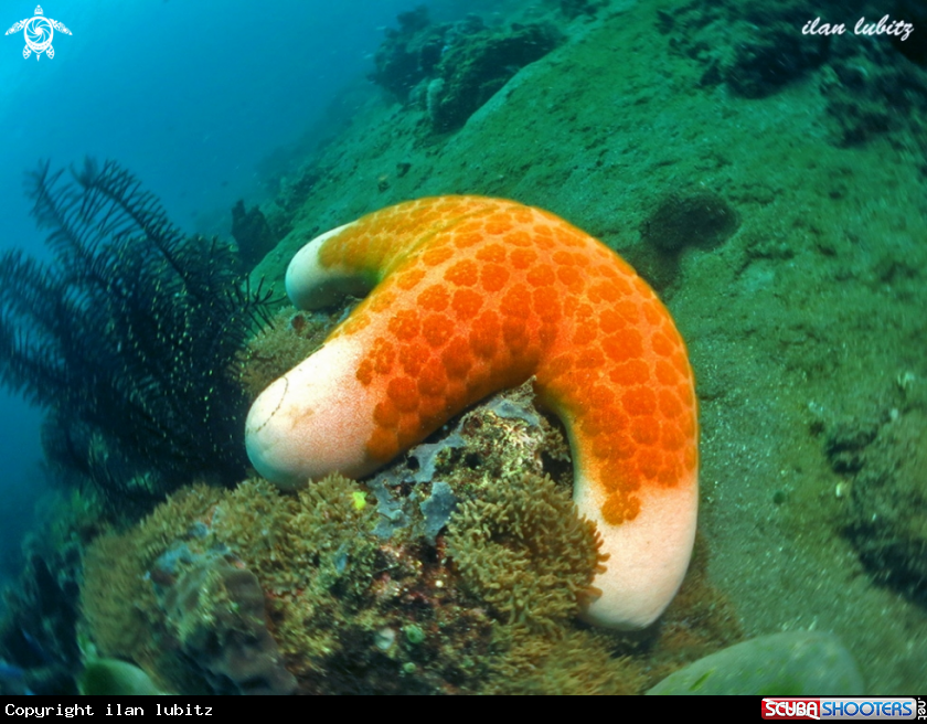 A starfish