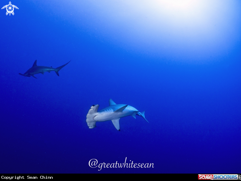 A Scalloped Hammerhead Shark