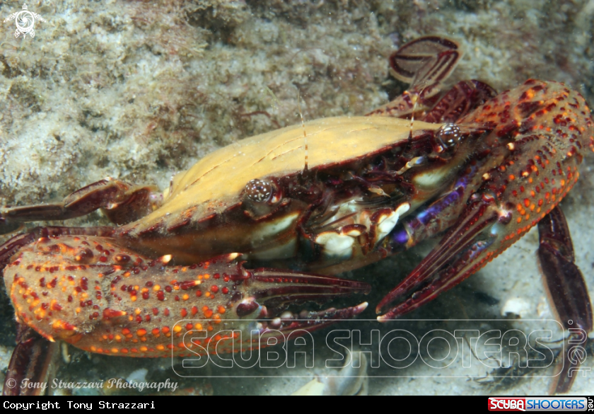 A Hairy Swimmer Crab