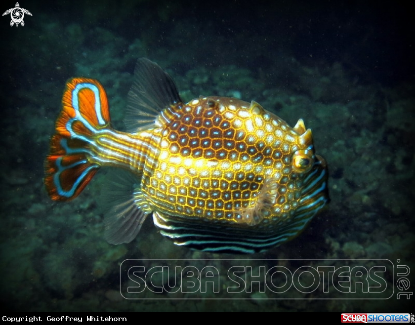 A Ornate Cowfish