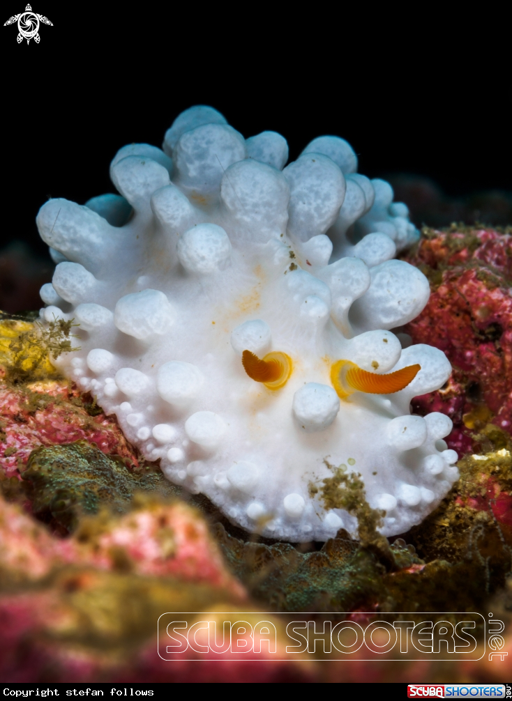 A Wart Slug