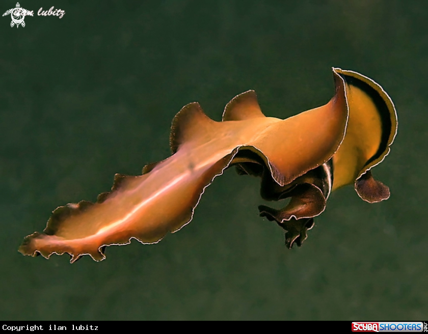 A Flatworm