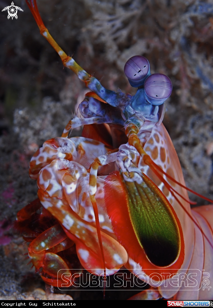 A Mantis shrimps