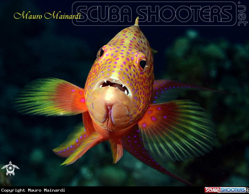 A Grouper miniata