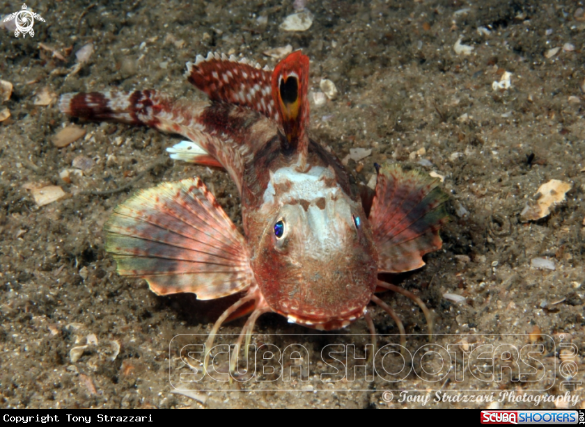 A Eastern Spiny Gurnard