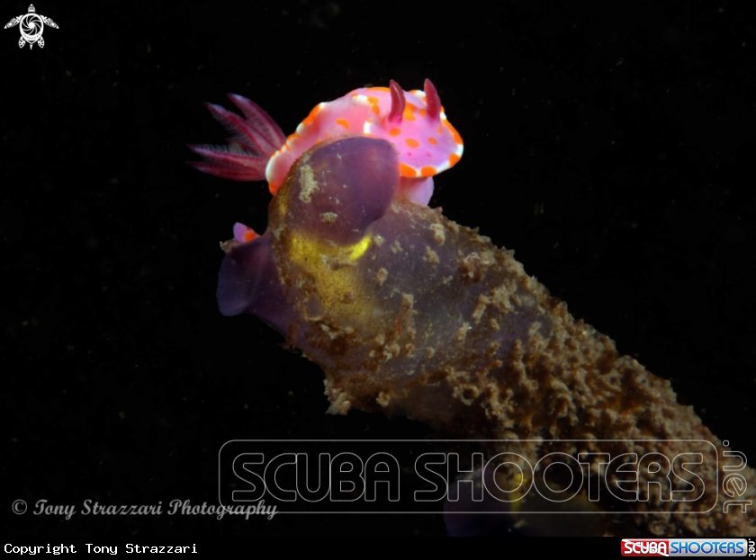 A Sweet Ceratosoma