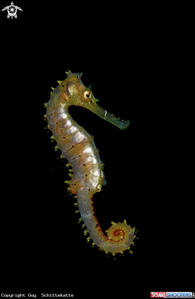 A Sea Horse