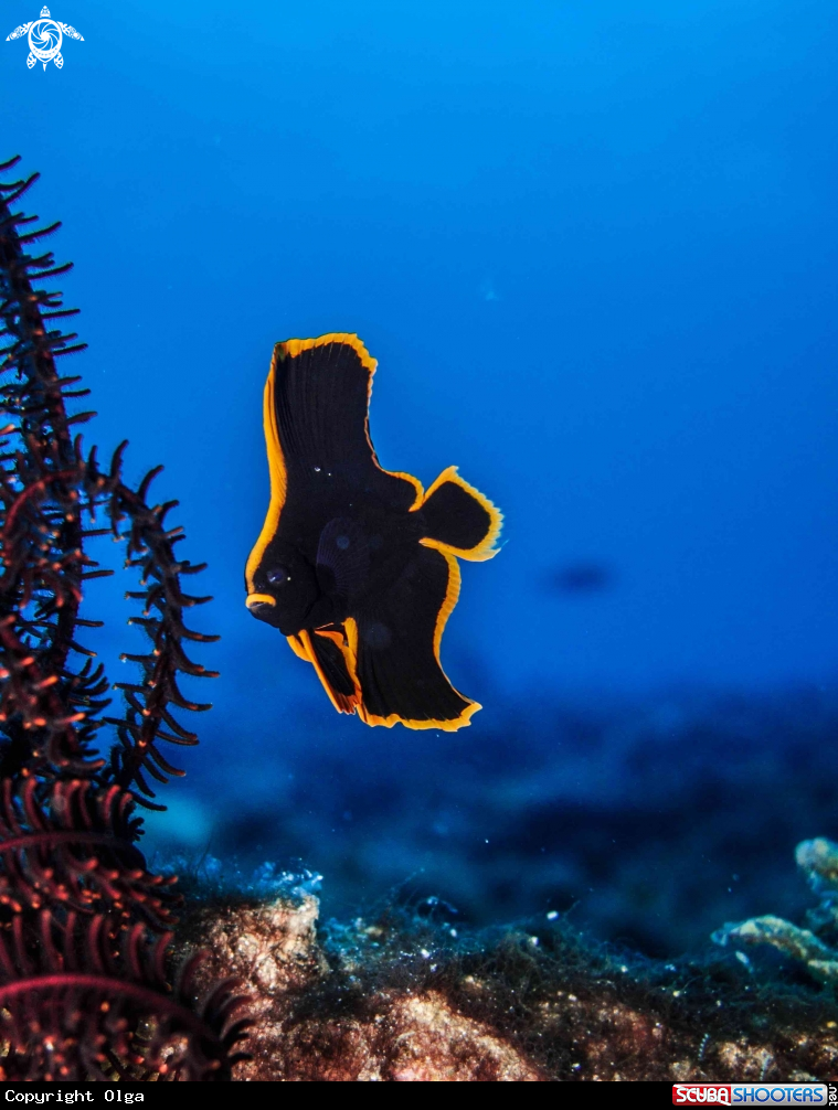 A Juvenile Batfish