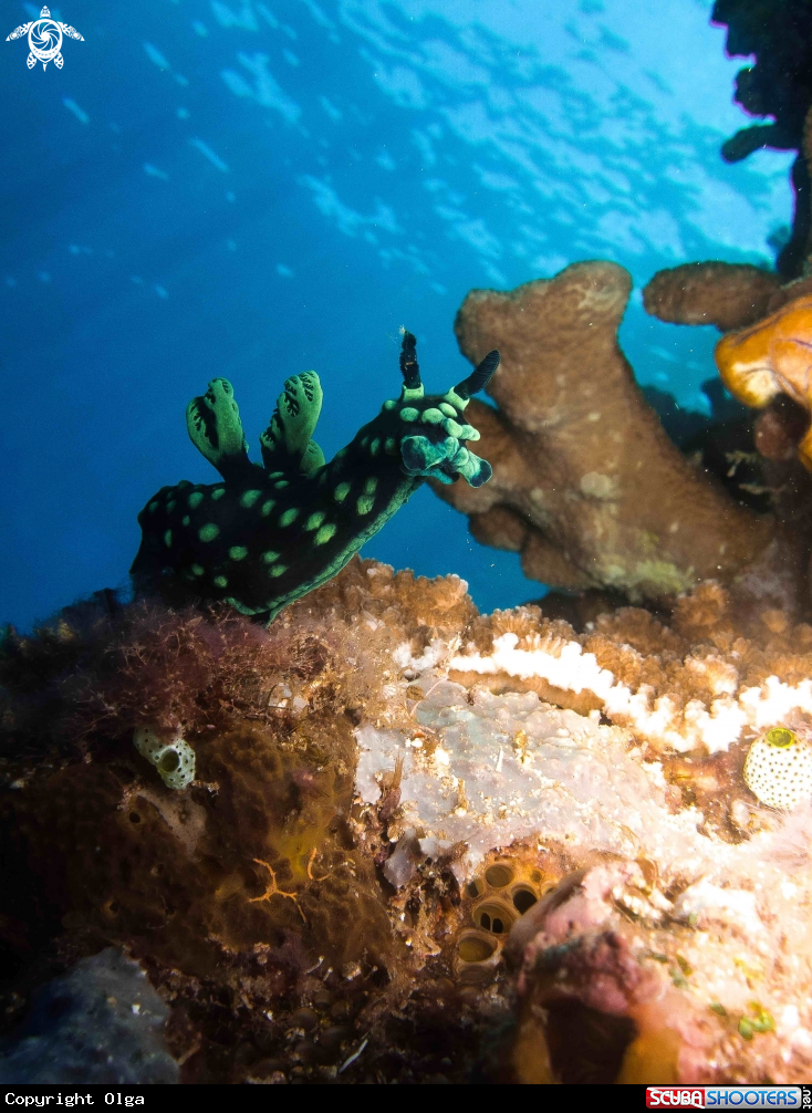 A Nembrotha nudibranch