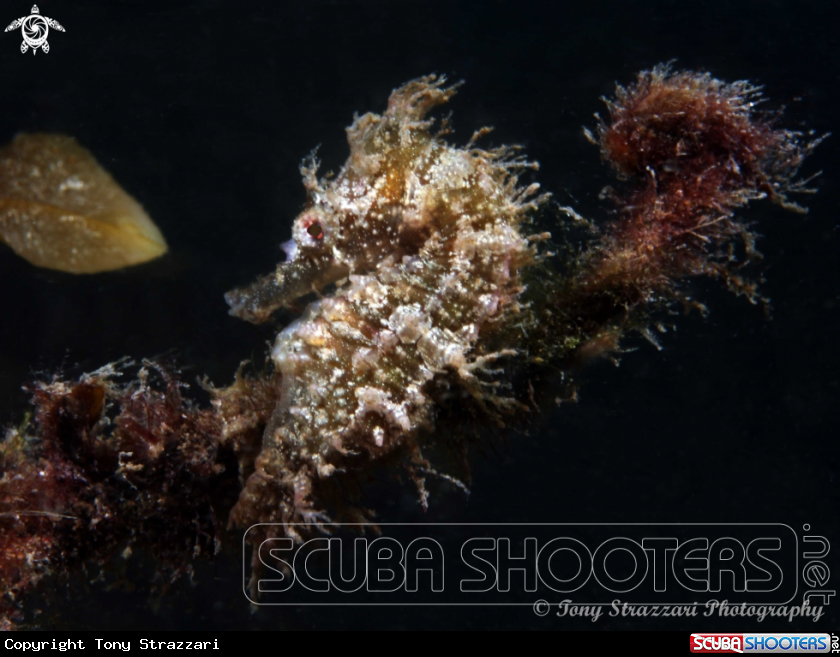 A White's seahorse