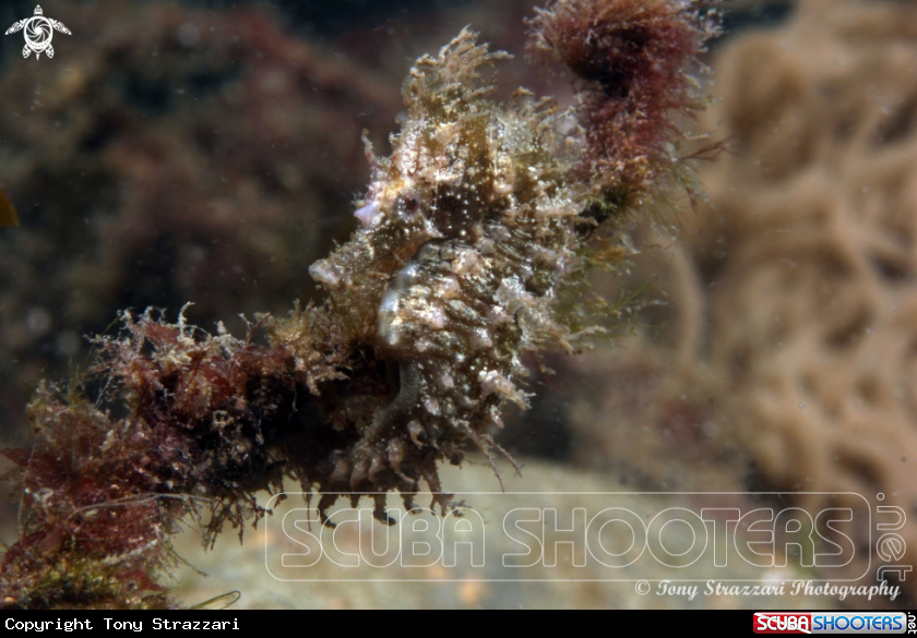 A White's seahorse