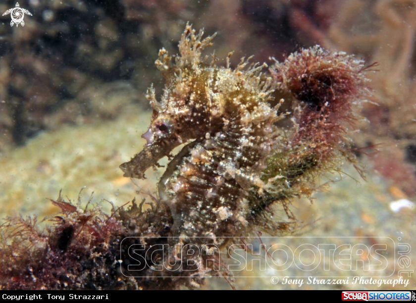 A White's seahorse