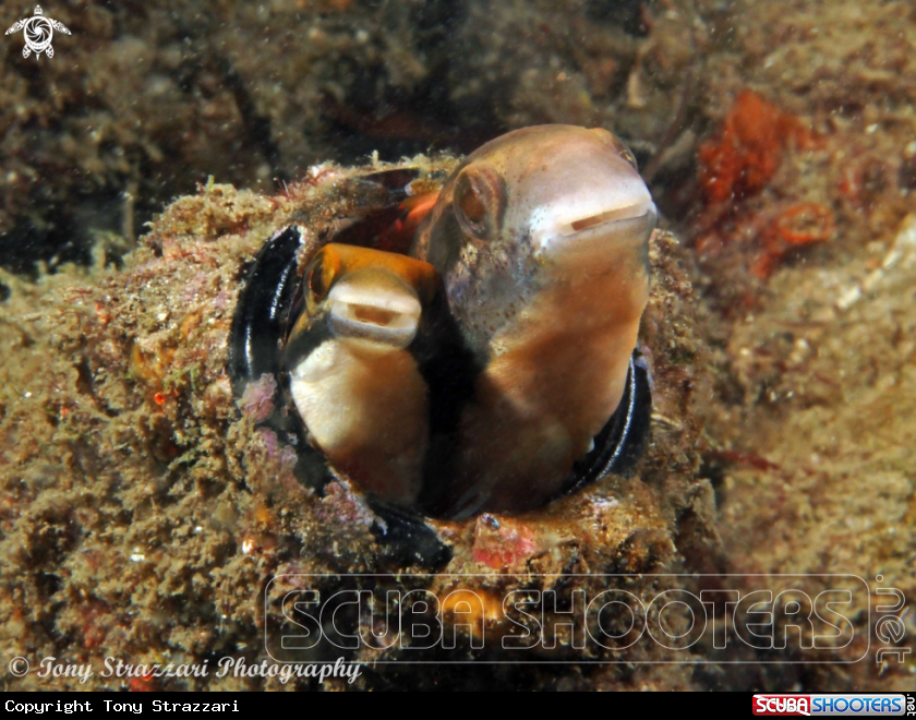 A Brown Sabretooth Blenny 