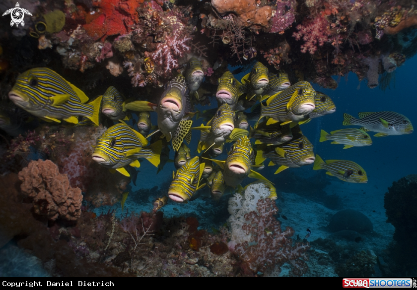 A Ribboned Sweetlips