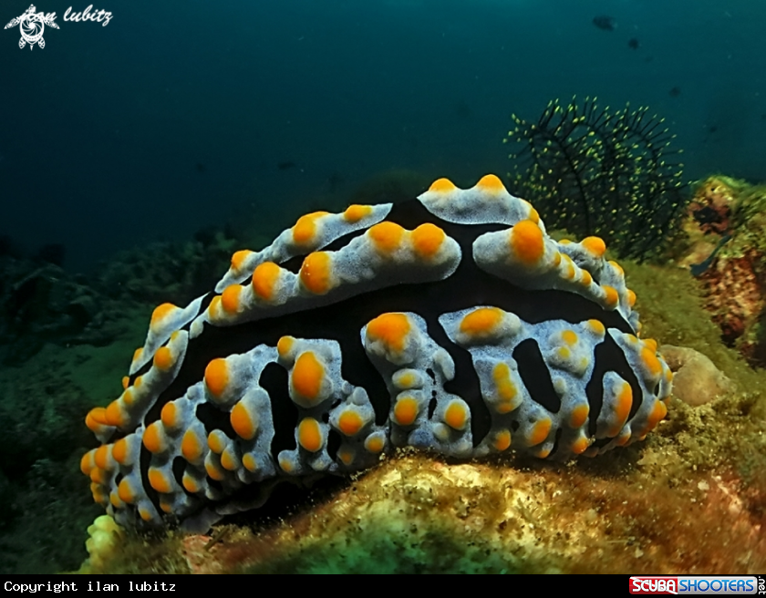 A Nudibranch