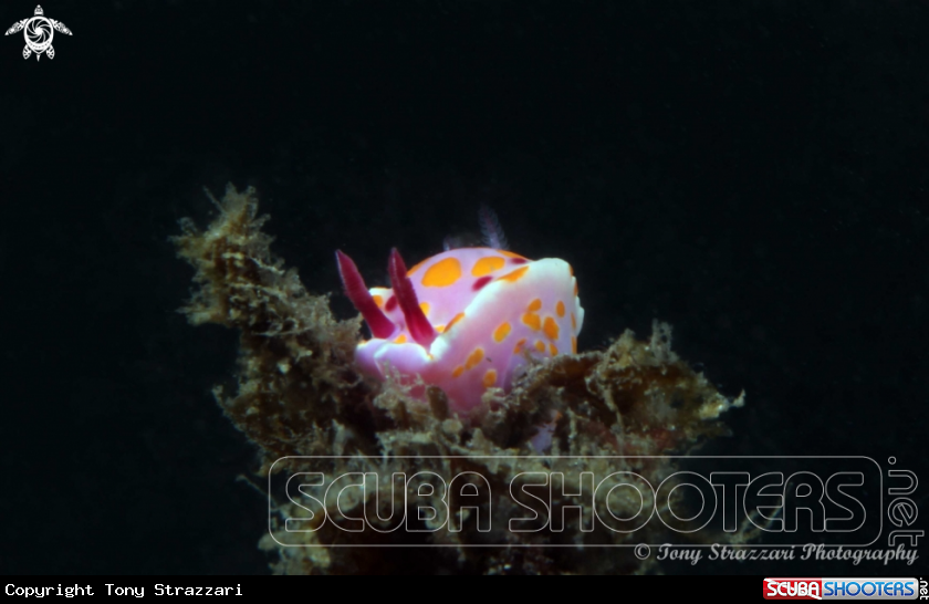 A Sweet Ceratosoma