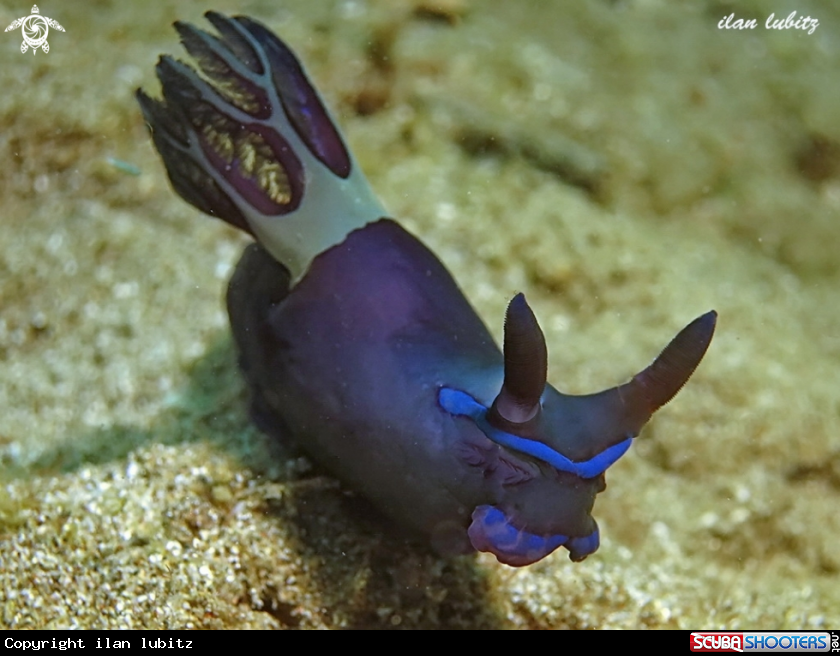 A Flatworm