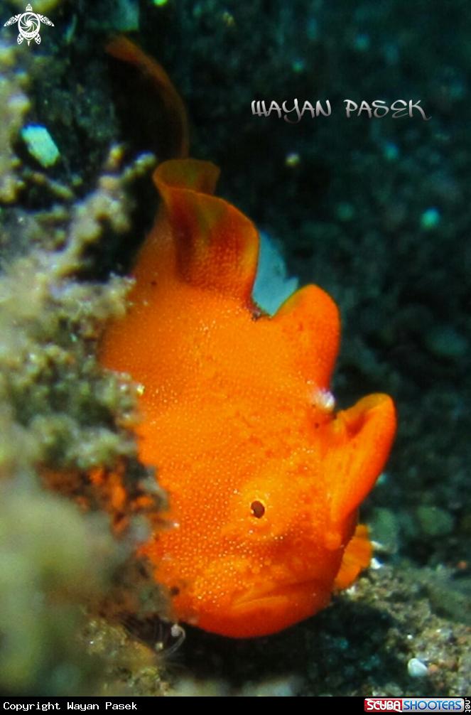 A frogfish(Antennariuspictus)