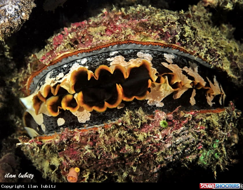 A  Oyster 