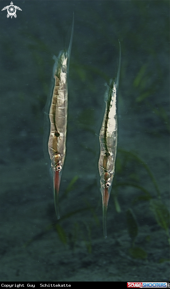 A Coral shrimpfish